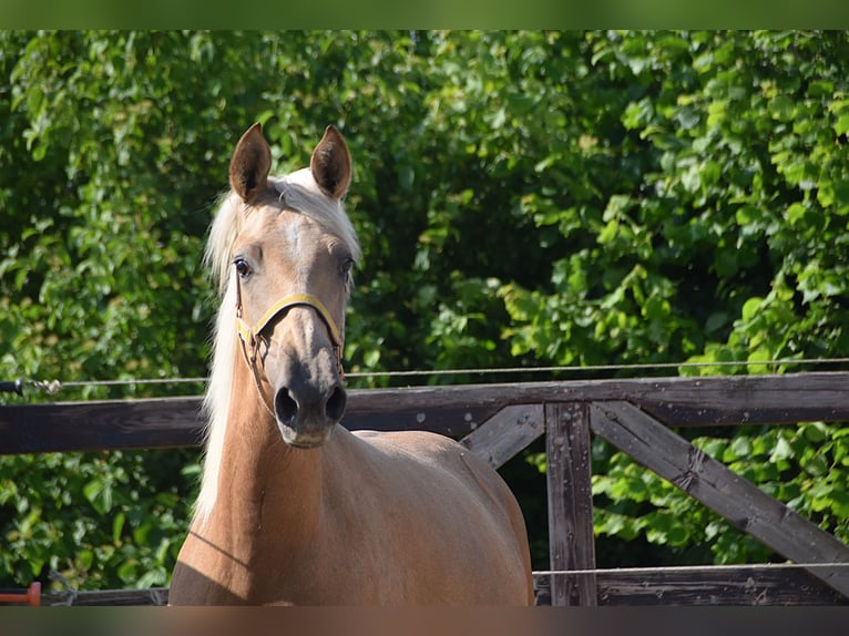 PRE Giumenta 2 Anni Grigio in Manhay