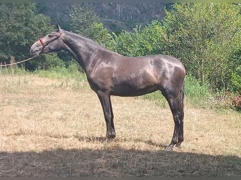 PRE Mix Giumenta 2 Anni Grigio in Cangas Del Narcea