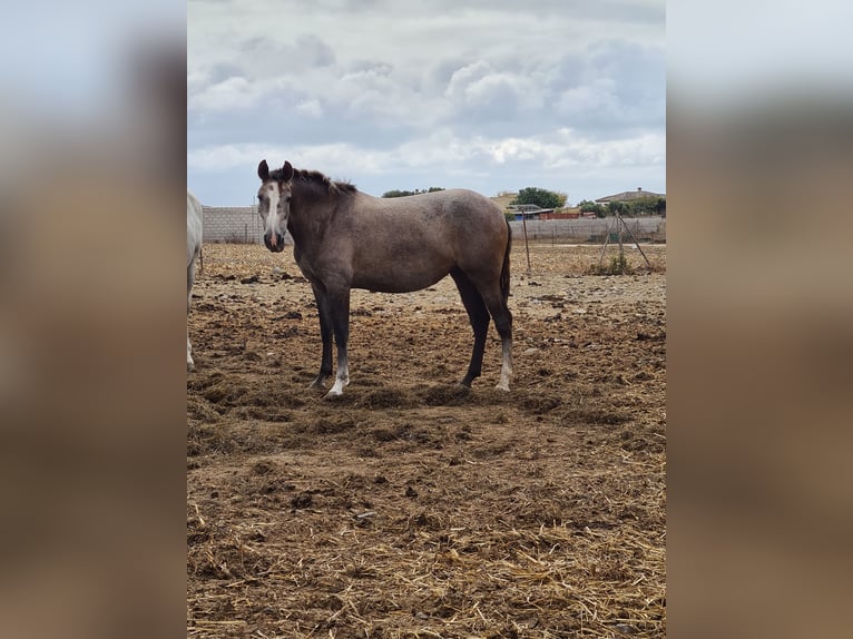 PRE Giumenta 2 Anni Grigio pezzato in Arcos de la Frontera