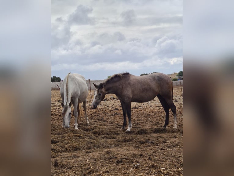 PRE Giumenta 2 Anni Grigio pezzato in Arcos de la Frontera