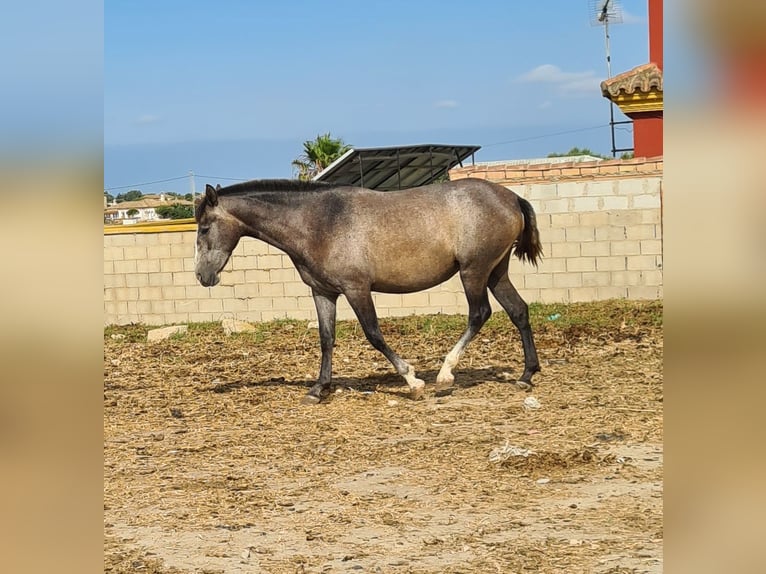 PRE Giumenta 2 Anni Grigio pezzato in Arcos de la Frontera