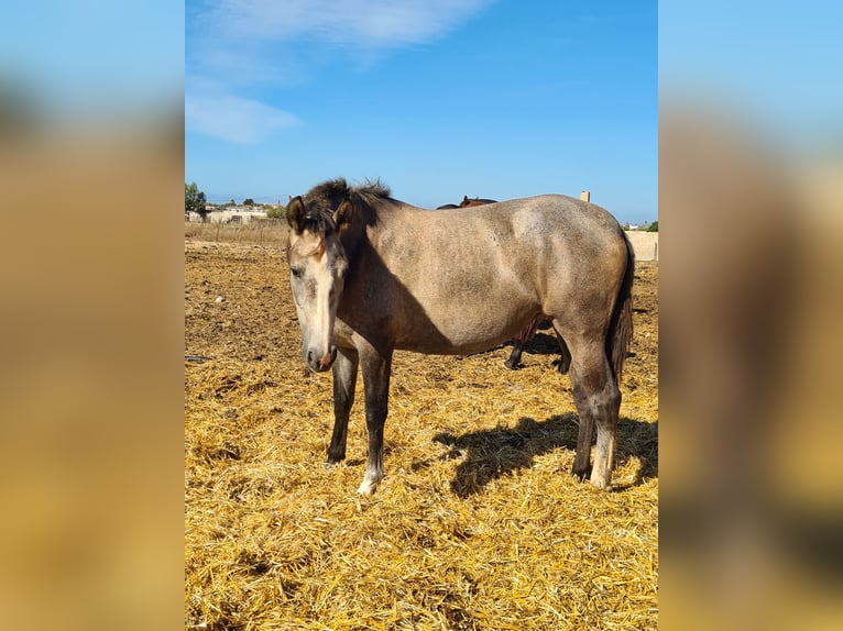 PRE Giumenta 2 Anni Grigio pezzato in Arcos de la Frontera