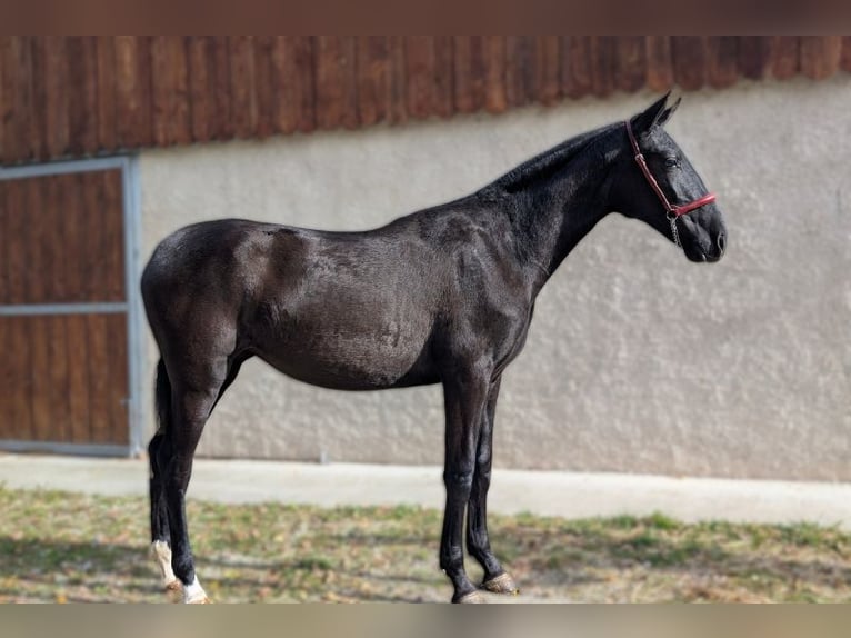 PRE Giumenta 2 Anni Morello in Caumont