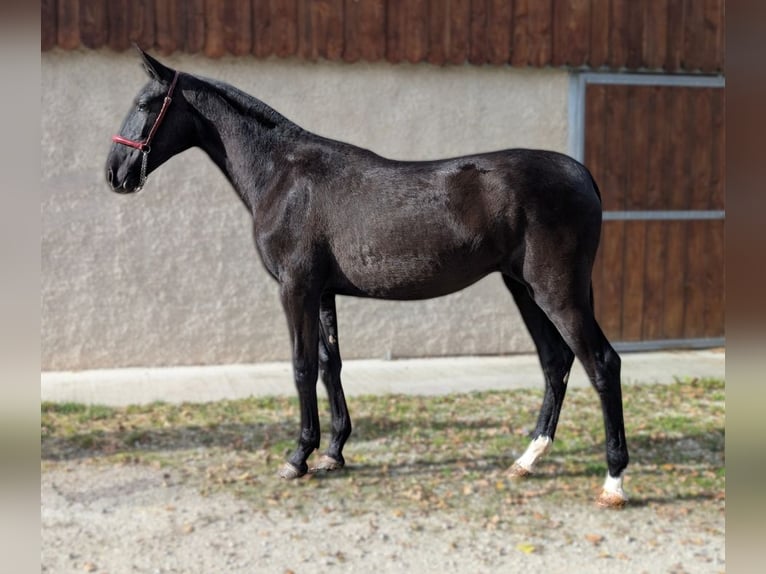 PRE Giumenta 2 Anni Morello in Caumont