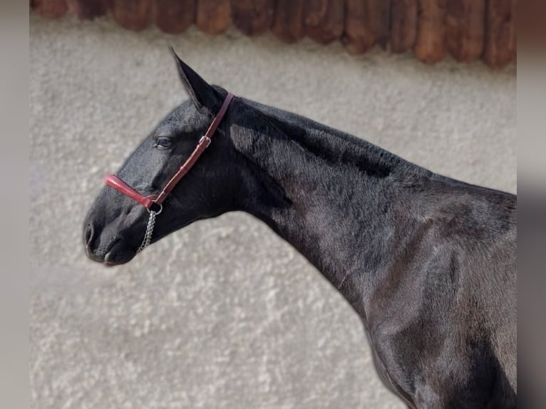 PRE Giumenta 2 Anni Morello in Caumont