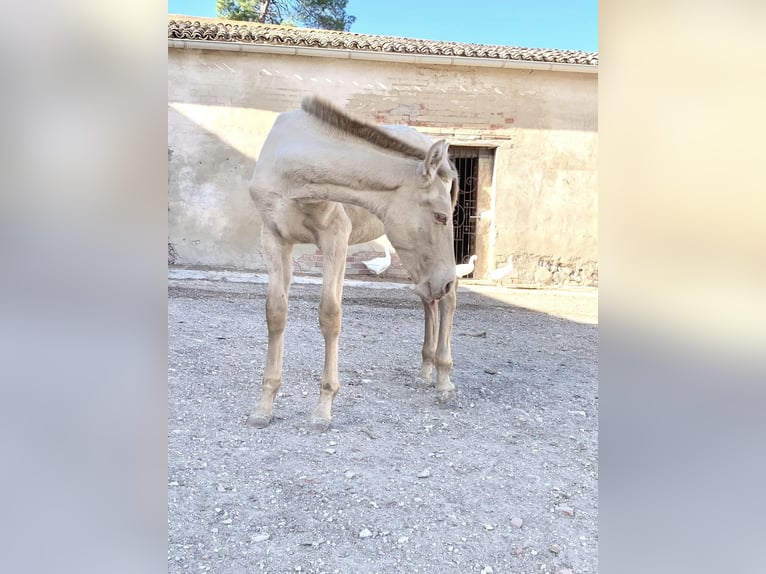 PRE Giumenta 2 Anni Perlino in Alcoi/Alcoy