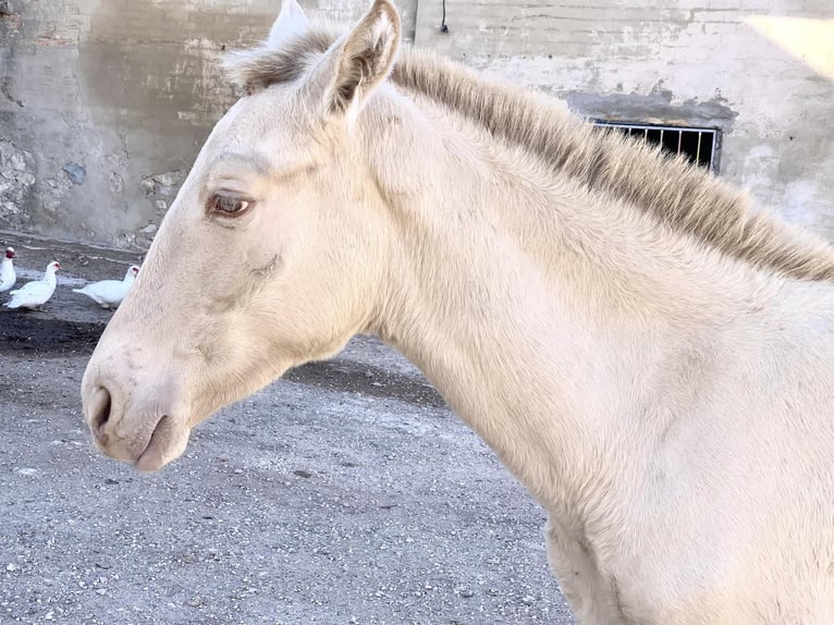 PRE Giumenta 2 Anni Perlino in Alcoi/Alcoy