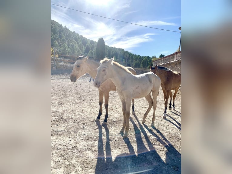 PRE Giumenta 2 Anni Perlino in Alcoi/Alcoy