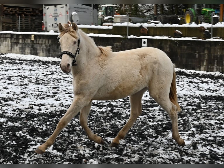 PRE Giumenta 2 Anni Perlino in Küssaberg