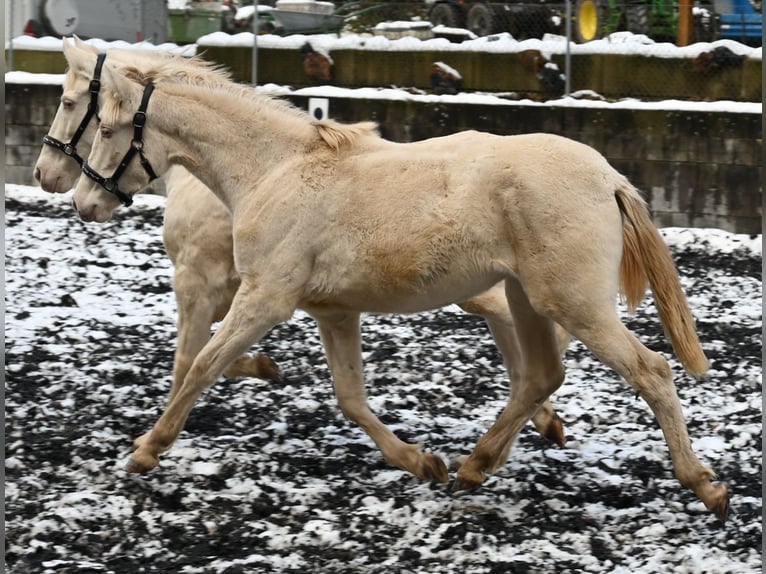 PRE Giumenta 2 Anni Perlino in Küssaberg