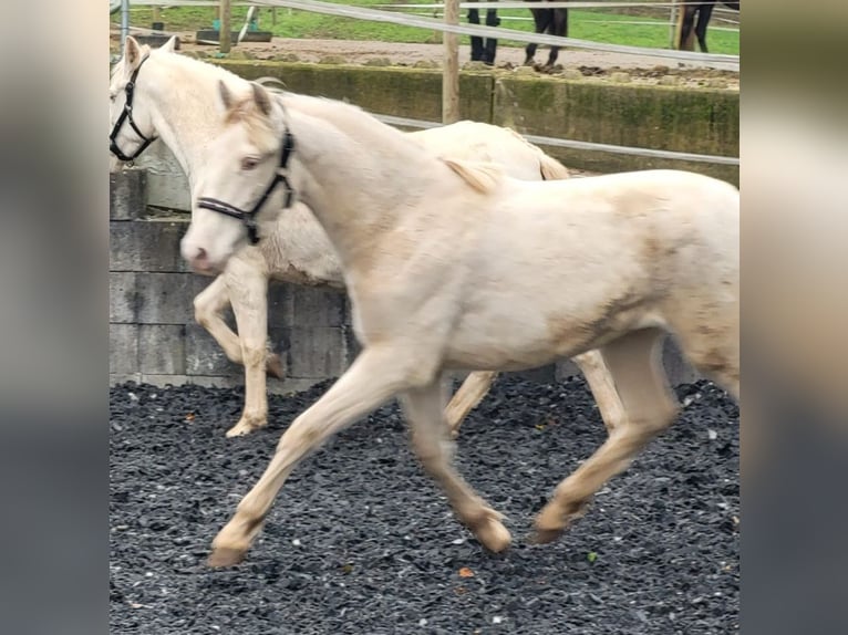 PRE Giumenta 2 Anni Perlino in Küssaberg