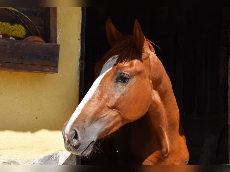 PRE Giumenta 2 Anni Sauro in Provinz Granada