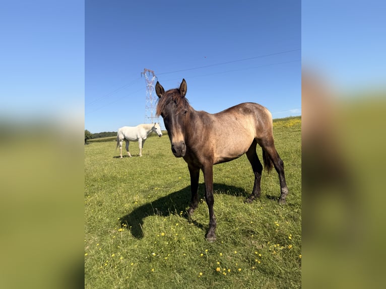 PRE Giumenta 2 Anni Sauro in Saint-Eusèbe