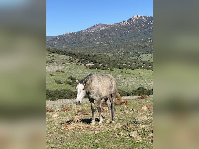 PRE Mix Giumenta 3 Anni 150 cm Grigio in Tarifa