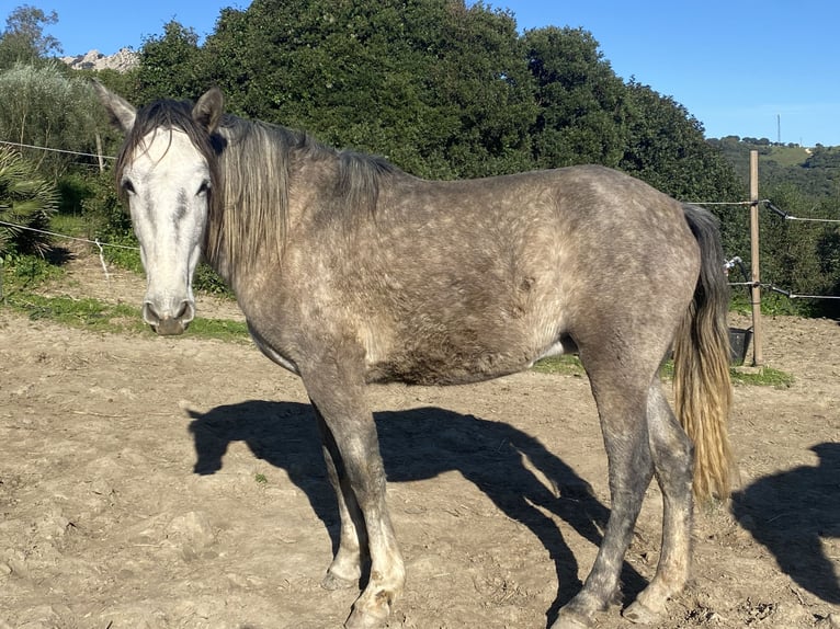 PRE Mix Giumenta 3 Anni 150 cm Grigio in Tarifa