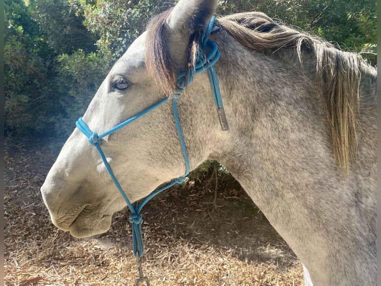 PRE Mix Giumenta 3 Anni 150 cm Grigio in Tarifa