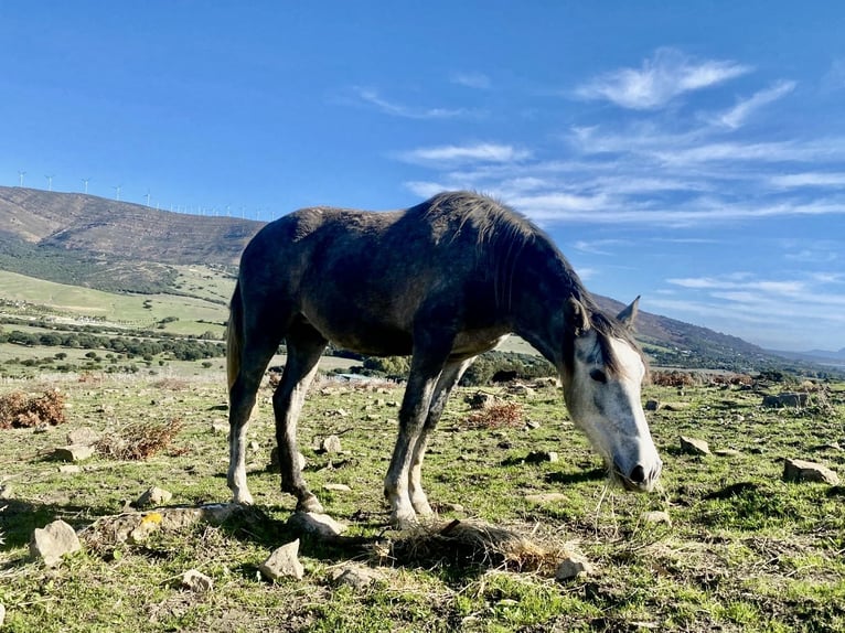 PRE Mix Giumenta 3 Anni 150 cm Grigio in Tarifa