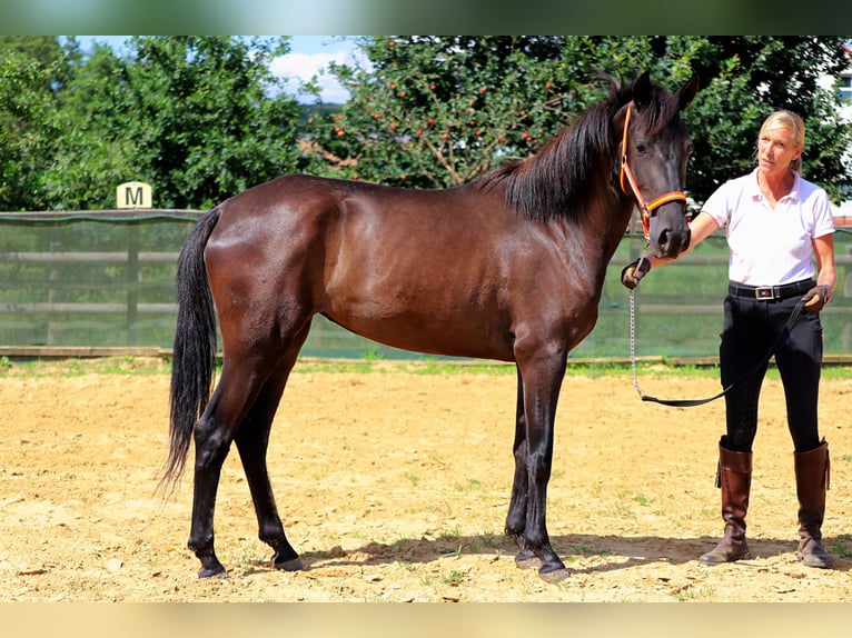 PRE Giumenta 3 Anni 150 cm Morello in Bad Laer