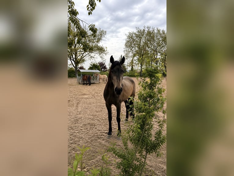 PRE Mix Giumenta 3 Anni 150 cm Pelle di daino in Apolda