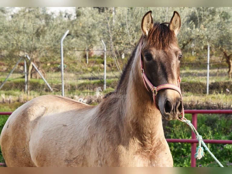 PRE Giumenta 3 Anni 151 cm Grigio in Provinz Malaga