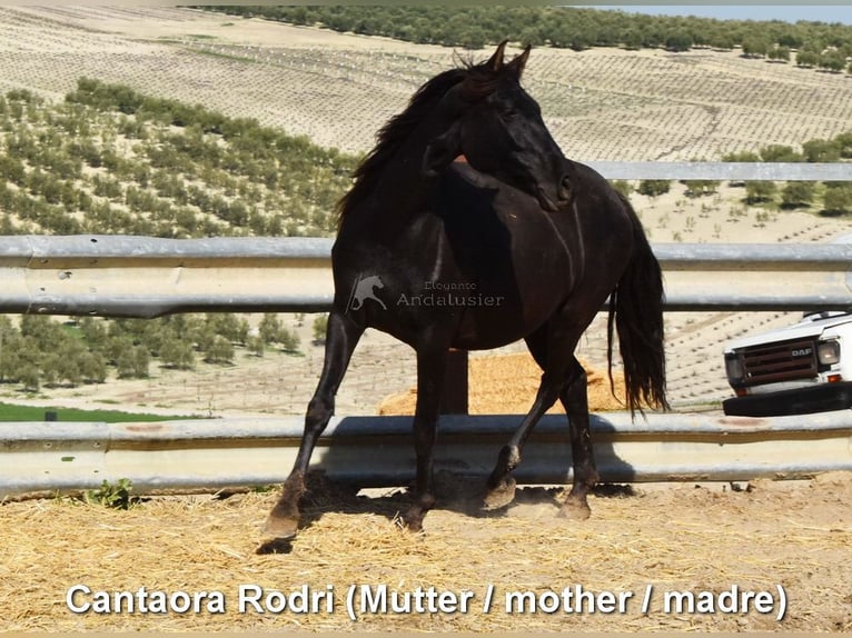 PRE Mix Giumenta 3 Anni 152 cm Morello in Provinz Cordoba