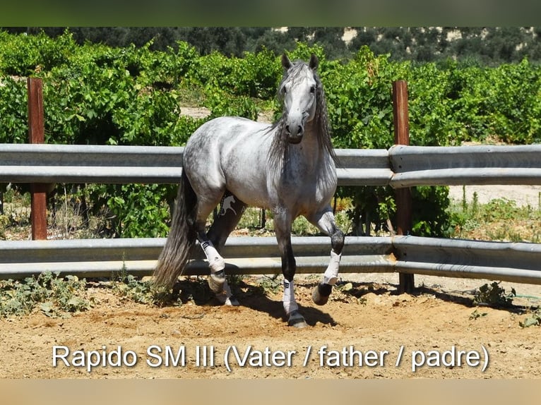 PRE Giumenta 3 Anni 153 cm Baio in Provinz Cordoba