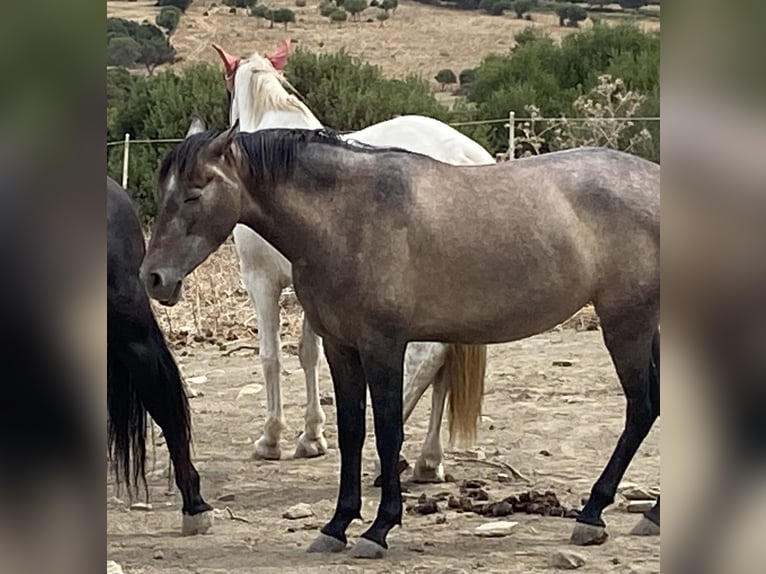 PRE Mix Giumenta 3 Anni 153 cm Grigio in Tarifa