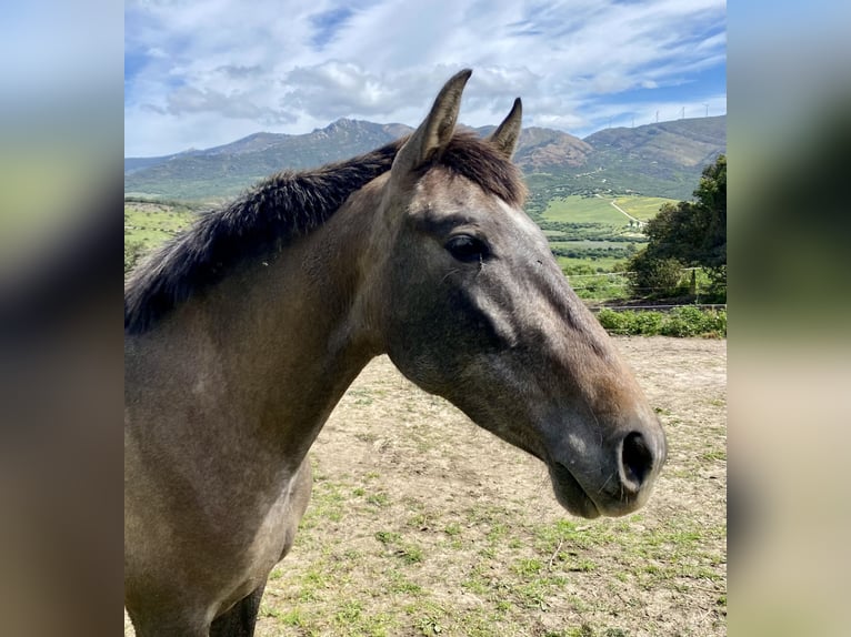 PRE Mix Giumenta 3 Anni 153 cm Grigio in Tarifa