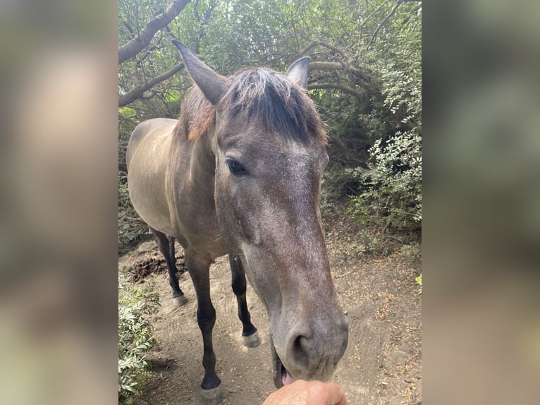 PRE Mix Giumenta 3 Anni 153 cm Grigio in Tarifa