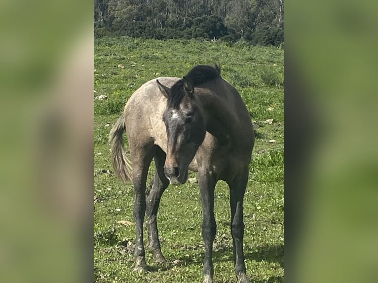 PRE Mix Giumenta 3 Anni 153 cm Grigio in Tarifa