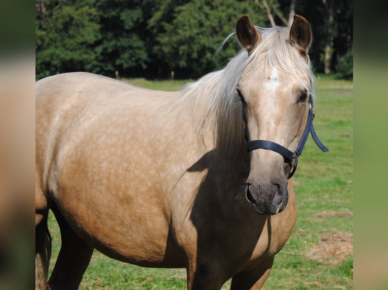 PRE Mix Giumenta 3 Anni 153 cm Palomino in Himmelpforten