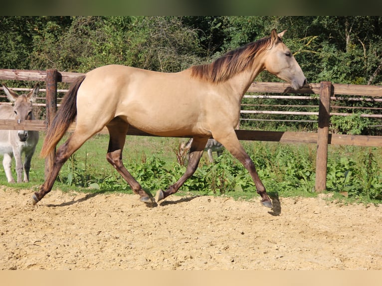 PRE Giumenta 3 Anni 154 cm Falbo in Lamorlaye