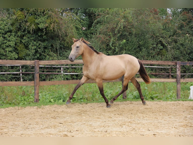 PRE Giumenta 3 Anni 154 cm Falbo in Lamorlaye