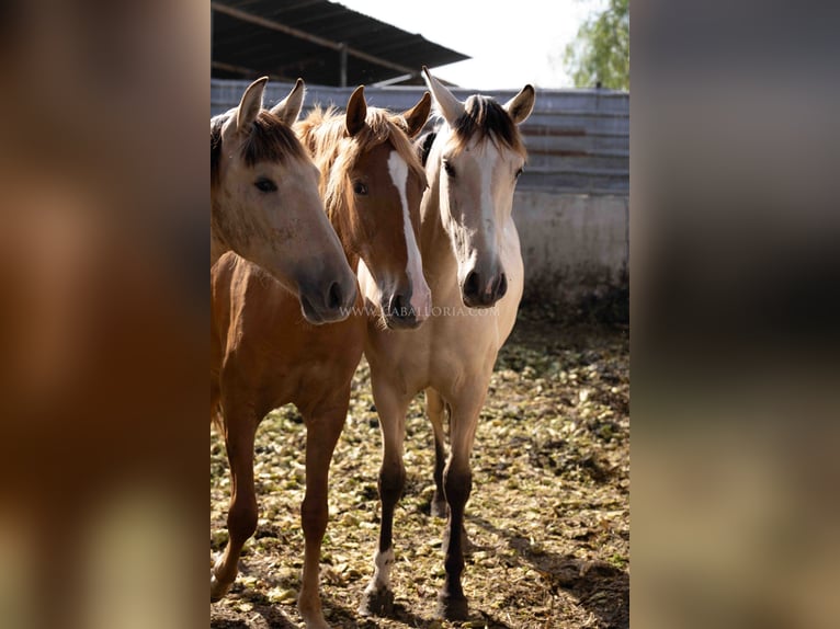 PRE Giumenta 3 Anni 154 cm Falbo in Rafelguaraf