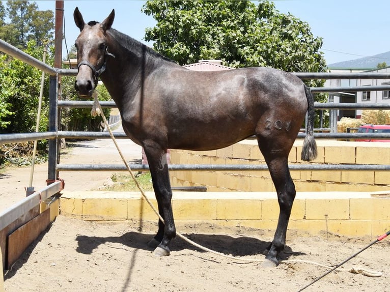 PRE Giumenta 3 Anni 154 cm Grigio in Provinz Malaga