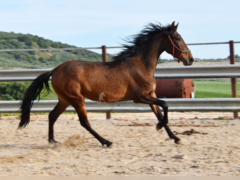 PRE Giumenta 3 Anni 155 cm Baio in Provinz Cordoba