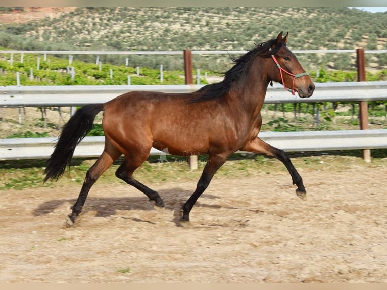 PRE Giumenta 3 Anni 155 cm Baio in Provinz Cordoba