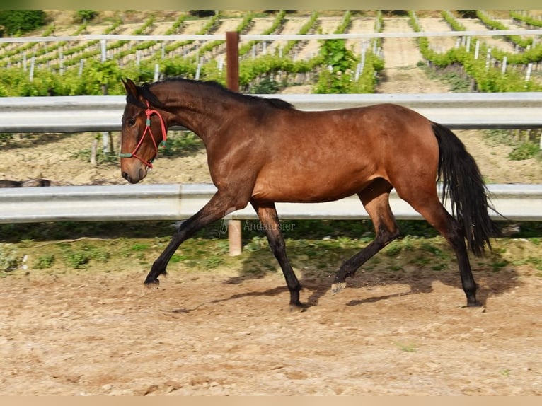 PRE Giumenta 3 Anni 155 cm Baio in Provinz Cordoba