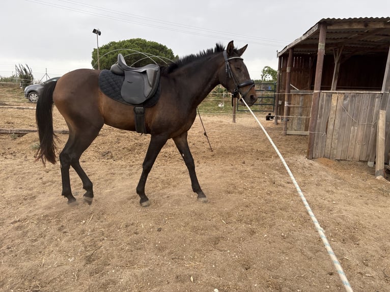 PRE Giumenta 3 Anni 155 cm Baio scuro in LepeLepe