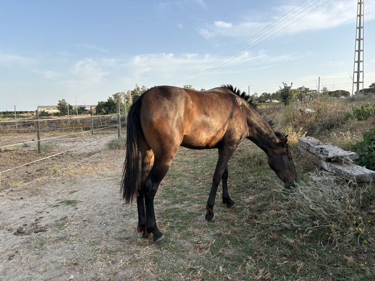 PRE Giumenta 3 Anni 155 cm Baio scuro in LepeLepe