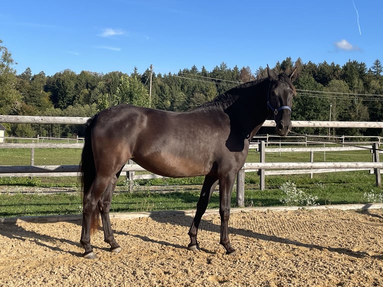 PRE Giumenta 3 Anni 155 cm Morello in Grabenstätt