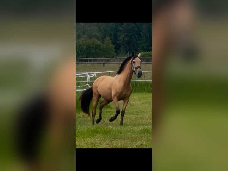 PRE Mix Giumenta 3 Anni 155 cm Pelle di daino in Penzberg