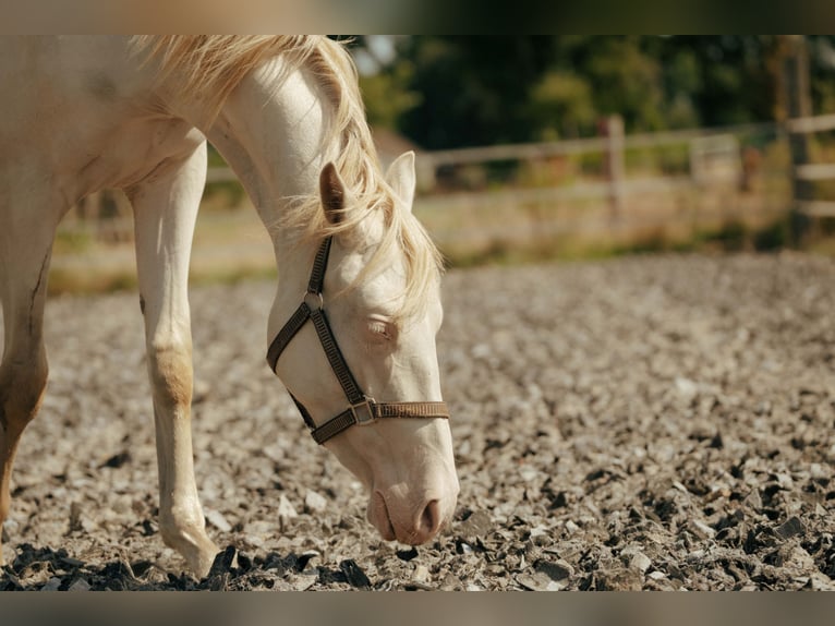 PRE Giumenta 3 Anni 155 cm Perlino in Bourtange