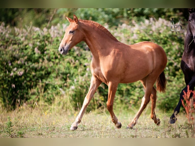 PRE Mix Giumenta 3 Anni 155 cm Sauro in La Vespi&#xE8;re-Friardel