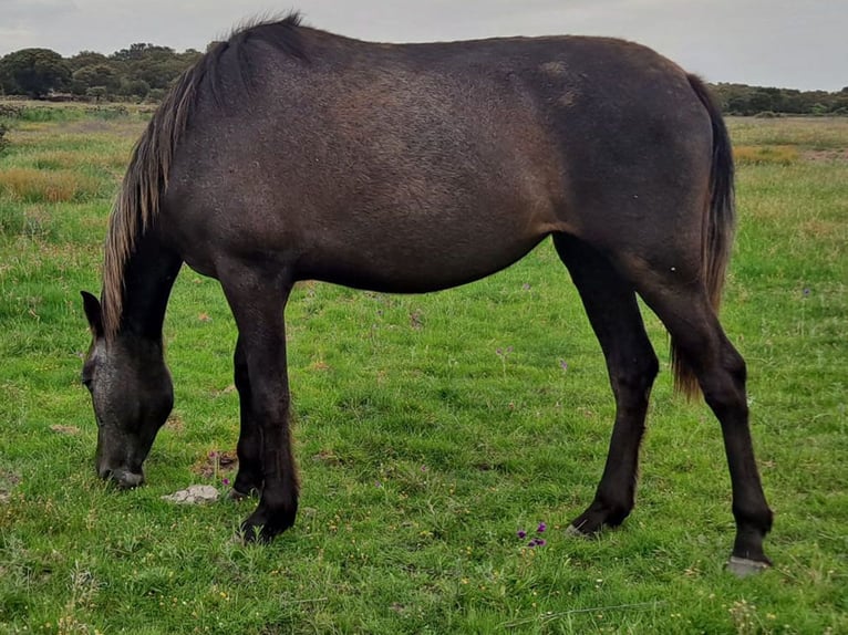 PRE Mix Giumenta 3 Anni 156 cm Grigio ferro in Cacéres