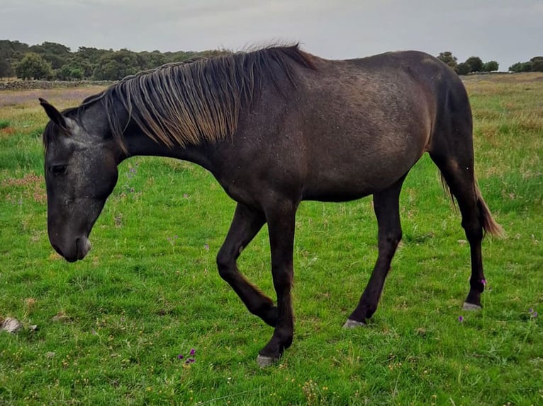 PRE Mix Giumenta 3 Anni 156 cm Grigio ferro in Cacéres