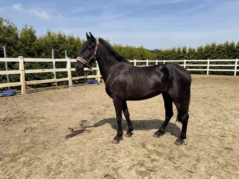 PRE Giumenta 3 Anni 156 cm Morello in Menden
