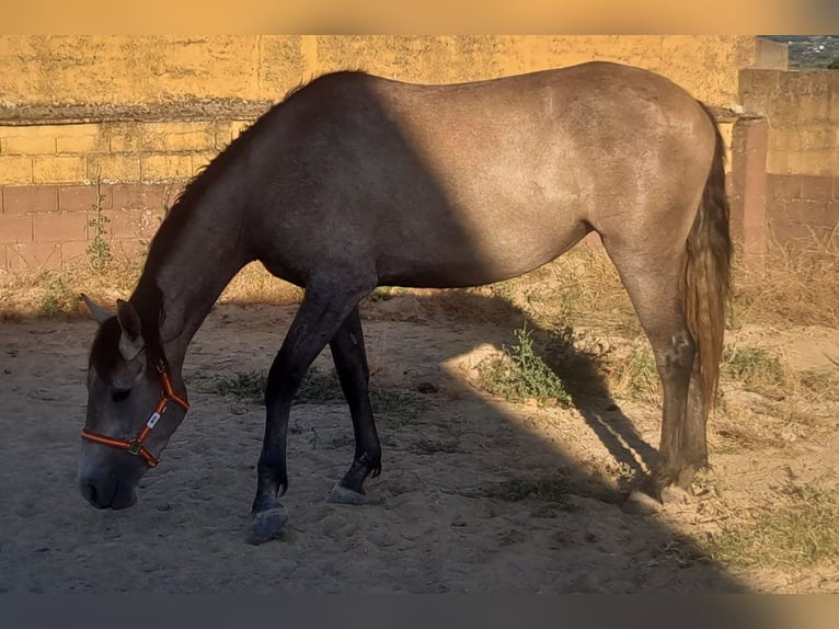 PRE Mix Giumenta 3 Anni 157 cm Grigio rossastro in Caceres