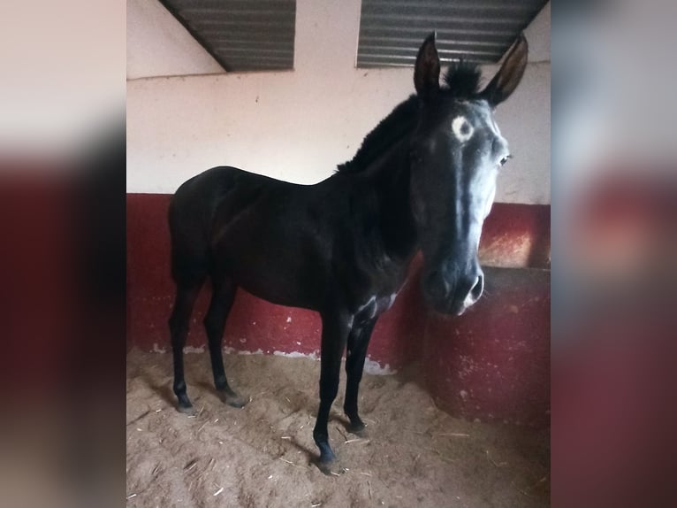PRE Giumenta 3 Anni 157 cm Morello in Pedralba