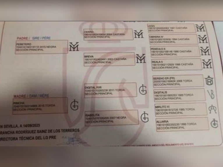 PRE Giumenta 3 Anni 157 cm Morello in Pedralba